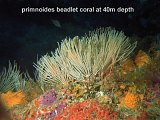 primnoides beadlet coral