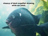 black angelfish
