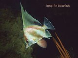 long-fin boarfish