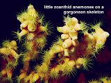 zoanthid anemones