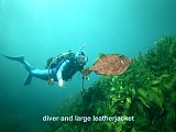 diver and leatherjacket
