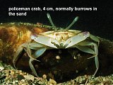policeman crab
