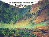 aquatic weeds in Pupu Springs