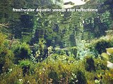 aquatic weeds in Pupu Springs