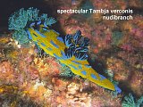 Tambja verconis nudibranch