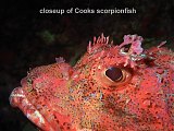 cooks scorpionfish