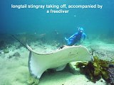 longtail stingray and diver