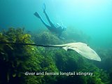longtail stingray and diver