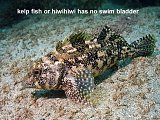 kelpfish or hiwihiwi