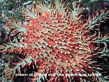 crown of thorns star