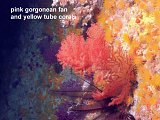 gorgonean fans and tube corals