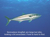Kermadec kingfish