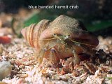blue banded hermit crab