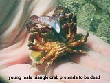 triangle crab