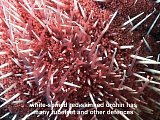 white-spined urchin