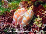 clown nudibranchs