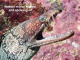 mosaic moray eel
