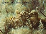 pillbox crab