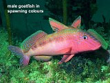 male goatfish