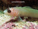 spectacled triplefin