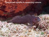 spectacled triplefin