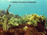 variety of shallow seaweeds