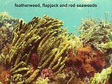 featherweed, flapjack and red seaweeds
