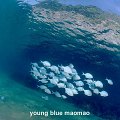 young blue maomao