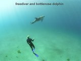 freediver bottlenose dolphin