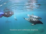 freediver bottlenose dolphins