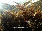 flapjack bladder kelp