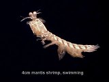 mantis shrimp,