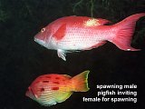 spawning male and female pigfish