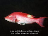 male pigfish