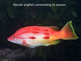 female pigfish