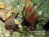 scorpion fish and feather star