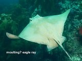 moulting eagle ray