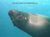 female seal