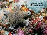 jewel star and variable Aphelodorissea slug