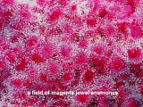 magenta jewel anemones