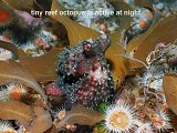reef octopus