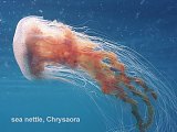 sea nettle jellyfish