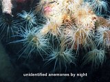 unidentified anemones
