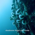 deadmans finger soft corals