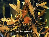 oak leaf seaweed