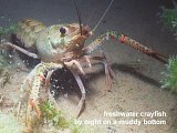 koura (freshwater crayfish)