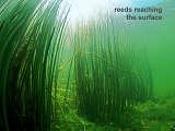 reeds in Kai-Iwi Lakes
