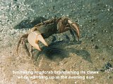 tunnelling mudcrab