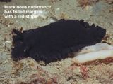 black doris nudibranch