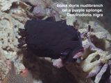 black doris nudibranch